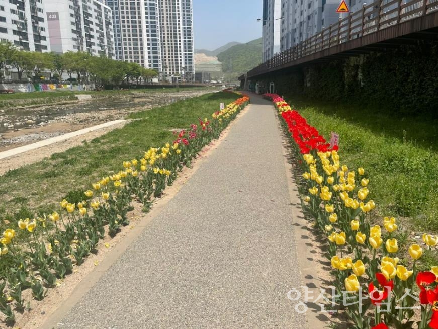 "회야강 산책로 초화류 식재" "회야강 산책로 유채꽃 조성지" "회야강 산책로 초화류 식재 위치도" ⓒ양산타임스