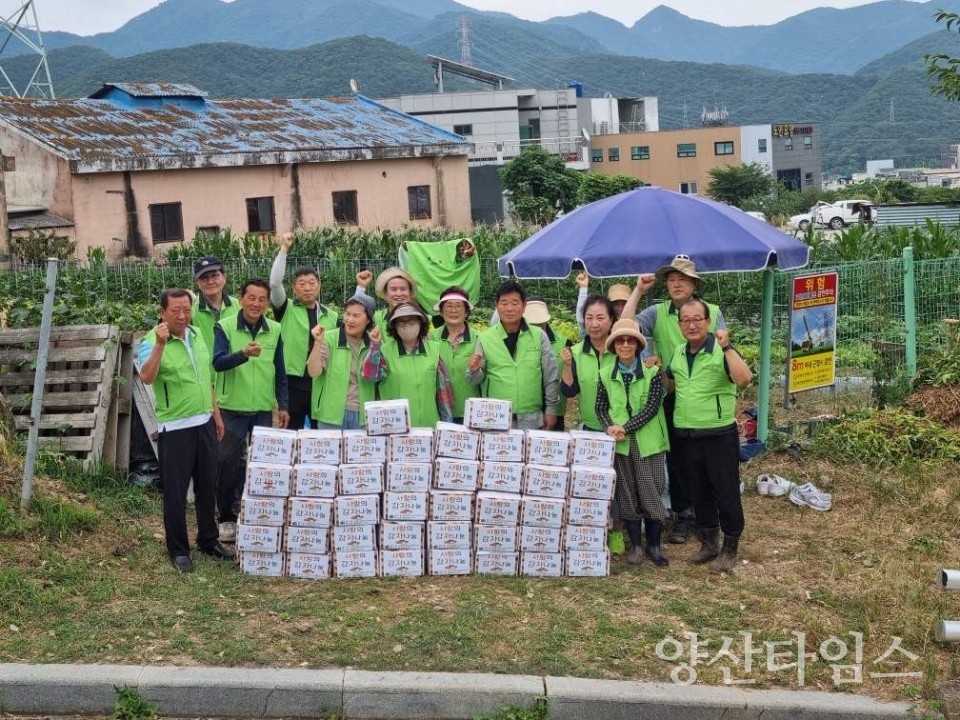 평산동 십시일반 텃밭 감자 수확ⓒ양산타임스