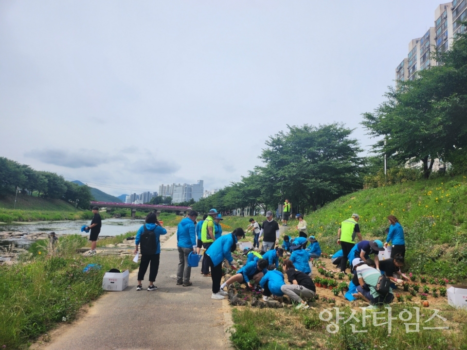 회야강 청소년 탐사대 꽃심기ⓒ양산타임스