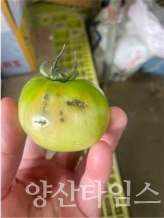 토마토뿔나방ⓒ양산타임스