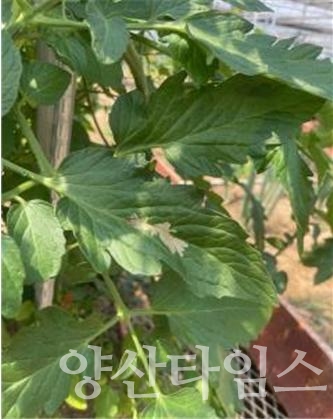 토마토뿔나방ⓒ양산타임스
