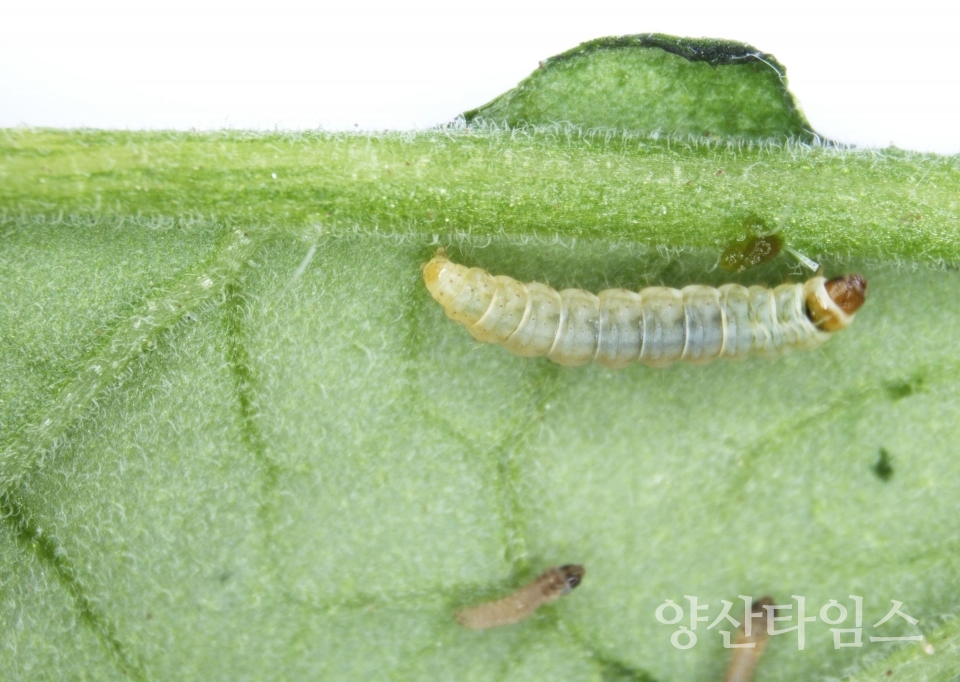 토마토뿔나방ⓒ양산타임스