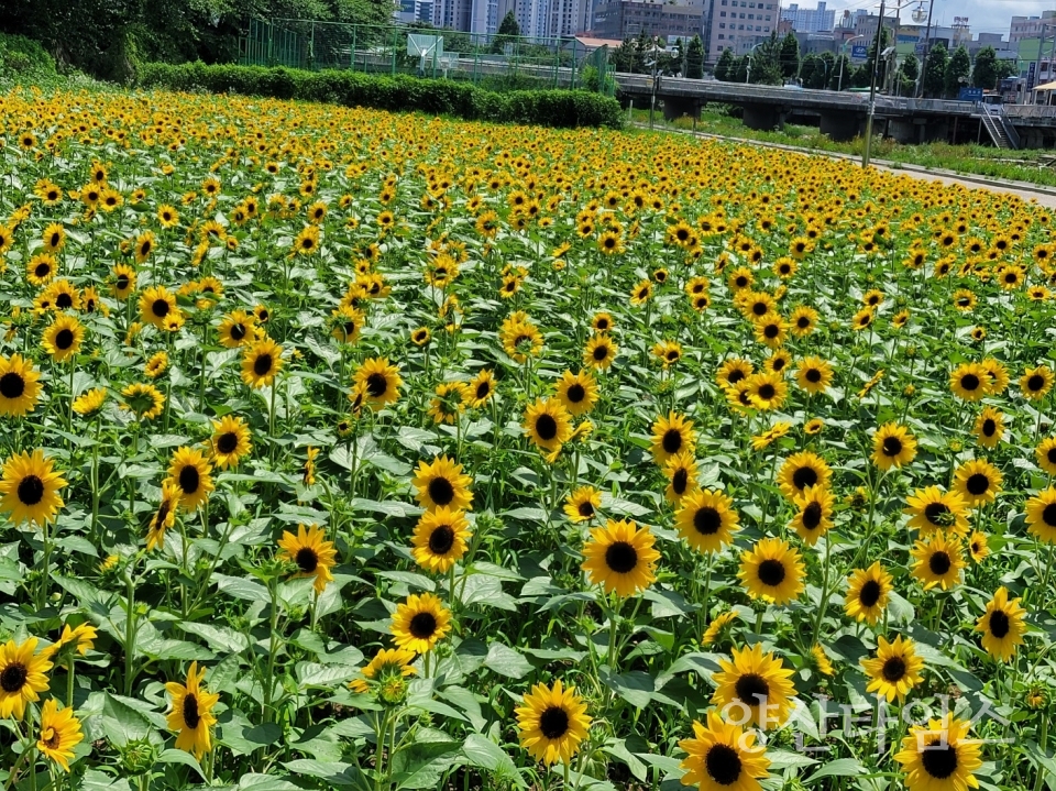 "회야강변 여름꽃_해바라기" "회야강변 여름꽃_버베나" ⓒ양산타임스