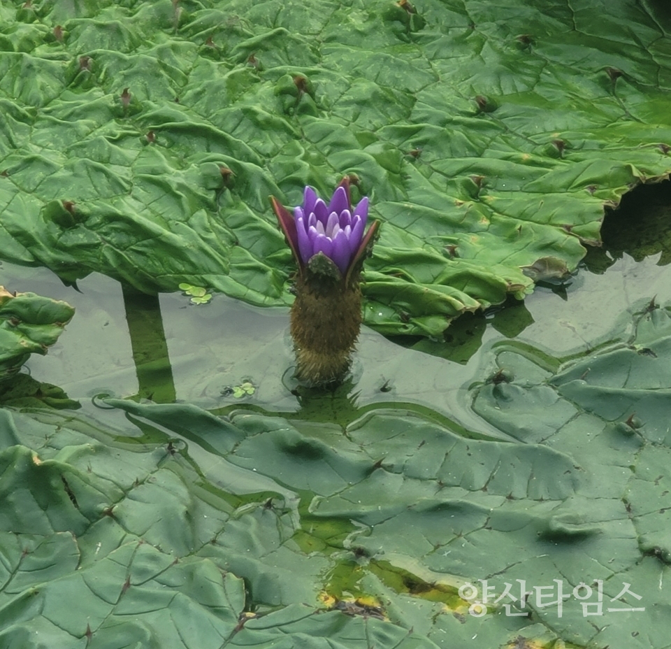범어유수지에 개화한 가시연꽃ⓒ양산타임스