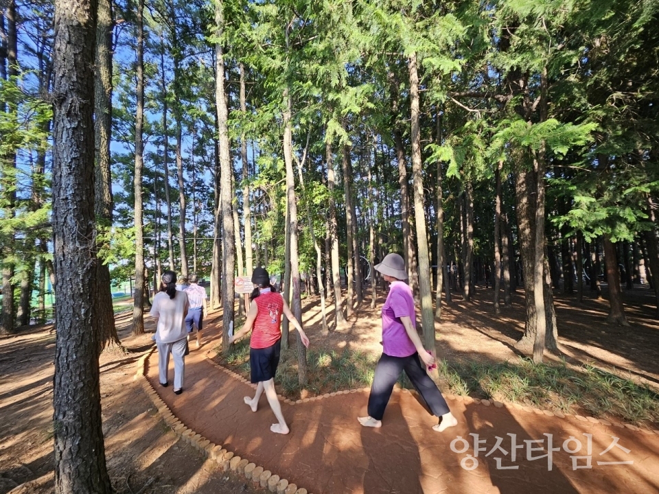 웅상체육공원 솔밭황톳길ⓒ양산타임스