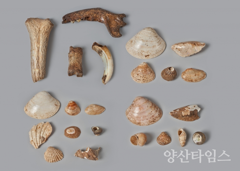 "시립박물관 특별기획전_원동초등학교 졸업앨범" "시립박물관 특별기획전 포스터" "시립박물관 특별기획전_양산 가야진사 출토 분청사기 제기" "시립박물관 특별기획전_양산 다방동 유적 출토 패각과 동물뼈" "시립박물관 특별기획전_영화 낙동강(1952)" ⓒ양산타임스