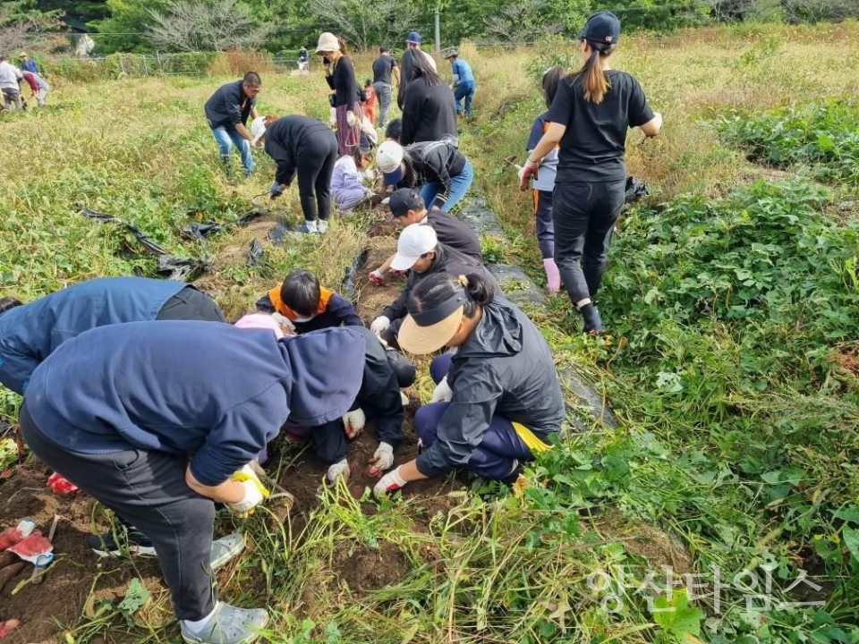 4-h 과제학습포 수확 행사ⓒ양산타임스