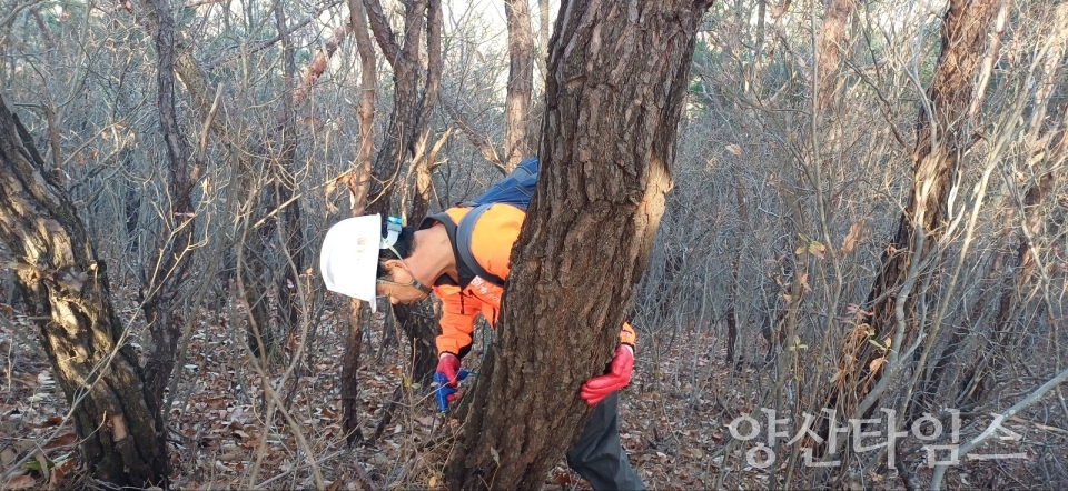 소나무재선충병 방제 및 예방 나무주사ⓒ양산타임스