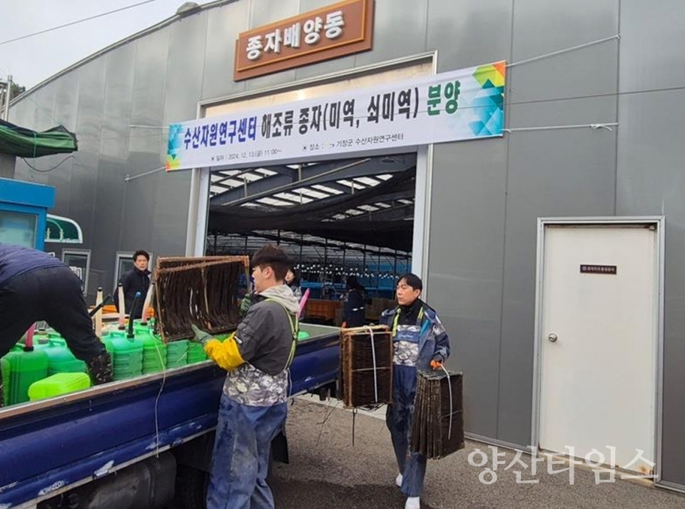 수산자원연구센터에서 자체 생산한 해조류 종자를 어업인에게 배분하고 있다ⓒ양산타임스