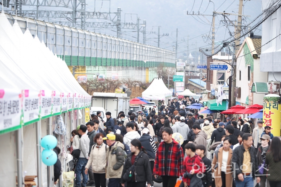 원동매화축제ⓒ양산타임스