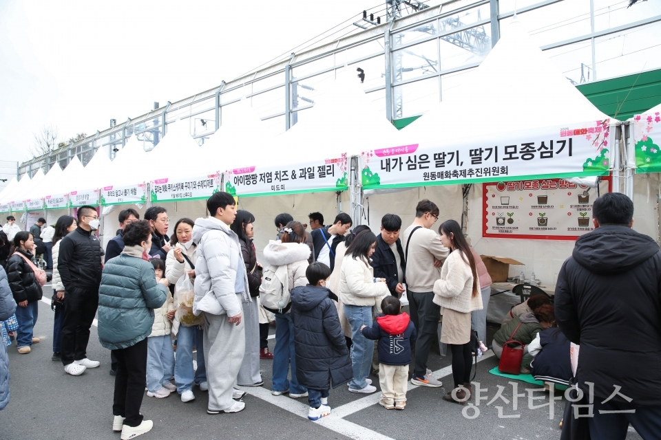 원동매화축제ⓒ양산타임스