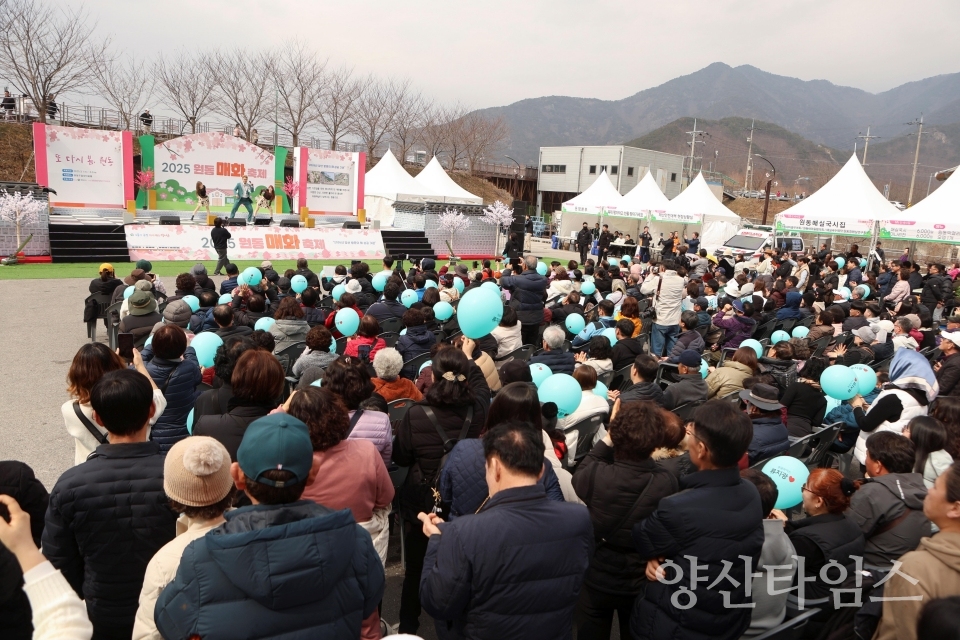 원동매화축제ⓒ양산타임스