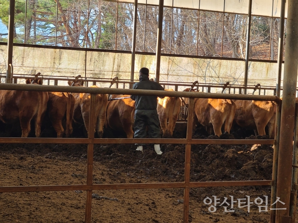 구제역 백신 접종 중인 공수의사ⓒ양산타임스