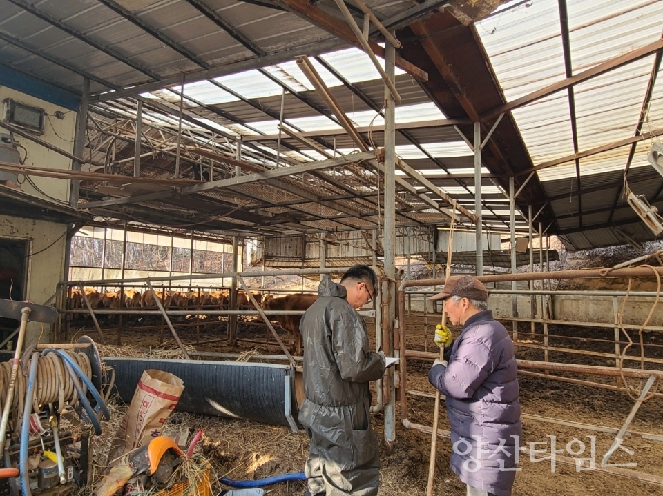 구제역 백신 접종 중인 공수의사ⓒ양산타임스