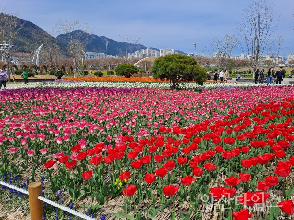 황산공원 중부광장 튤립 식재ⓒ양산타임스