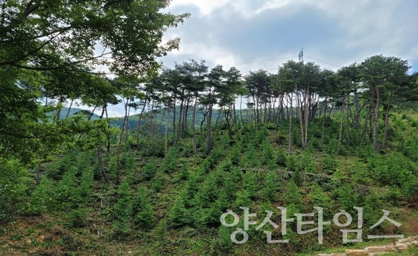 지난해 조림지 가꾸기 현장ⓒ양산타임스