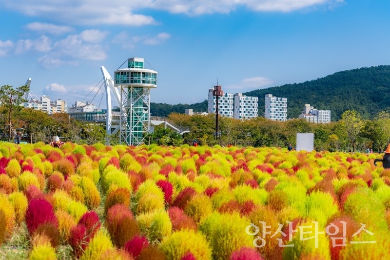 강변 산책로 야생화단지ⓒ양산타임스