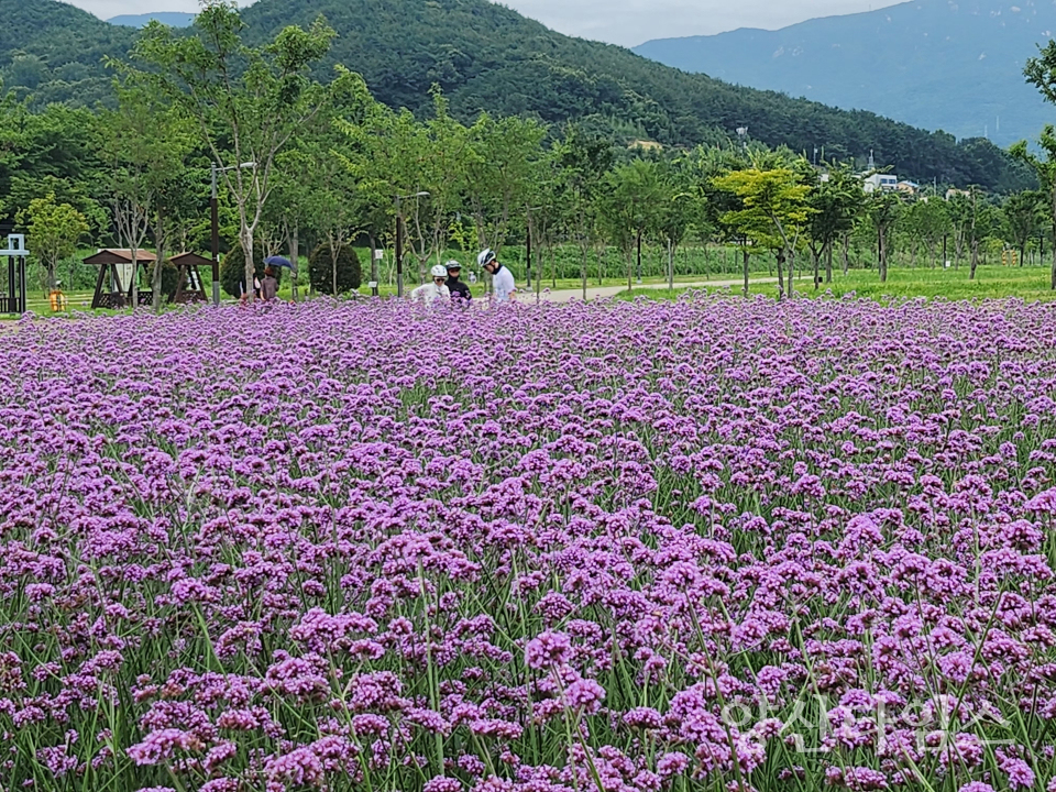 황산공원 버베나 군락지ⓒ양산타임스