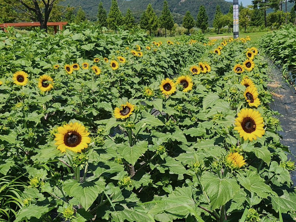 황산공원 해바라기ⓒ양산타임스