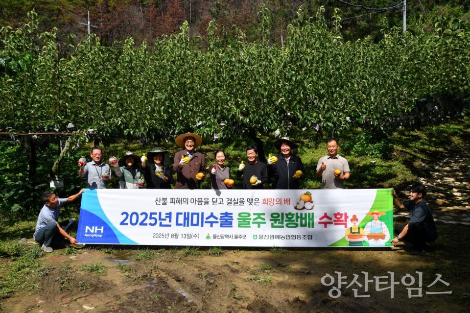 산불·저온피해 이겨낸 ‘울주 햇배’ 첫 수확… 18일 미국 수출ⓒ양산타임스