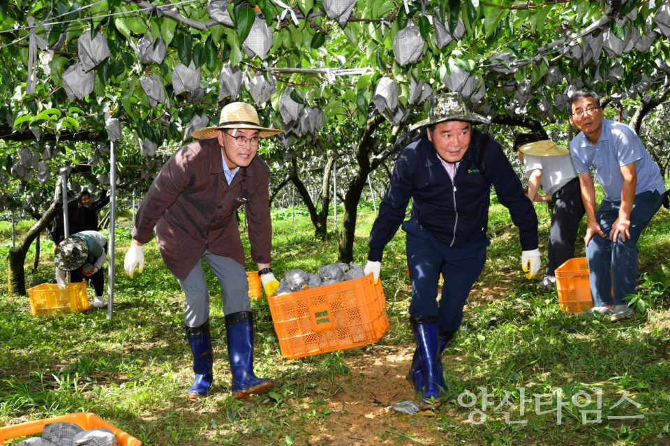 산불·저온피해 이겨낸 ‘울주 햇배’ 첫 수확… 18일 미국 수출ⓒ양산타임스
