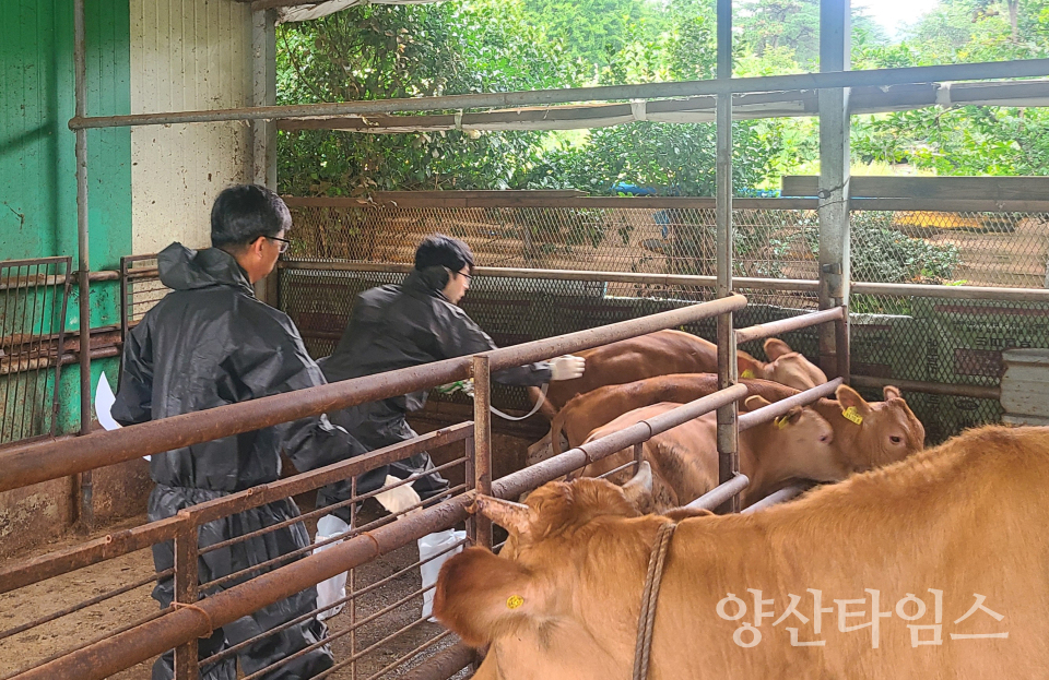 축산농가 순회진료_백신접종ⓒ양산타임스
