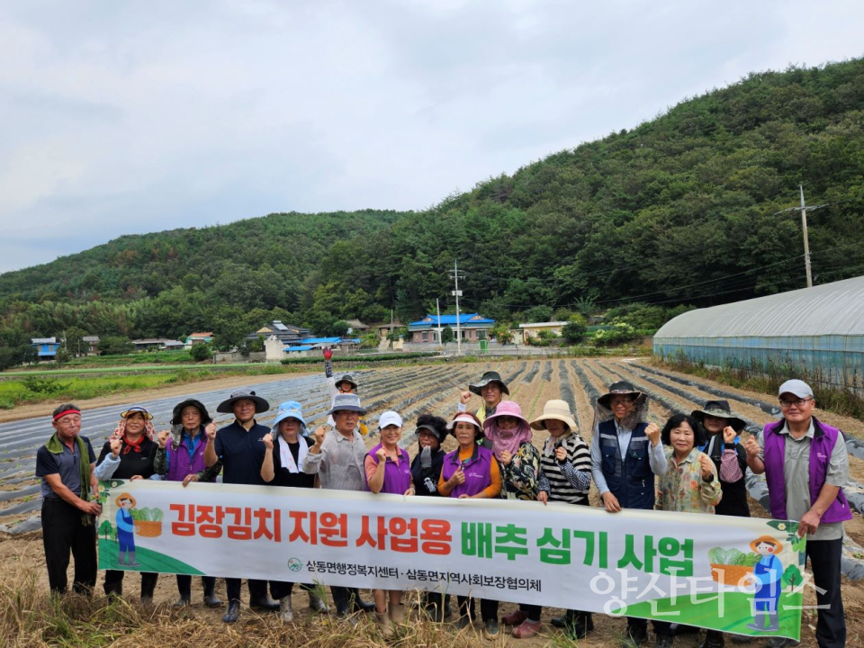 삼동면 지역사회보장협의체, 겨울 김장김치용 배추 심기ⓒ양산타임스
