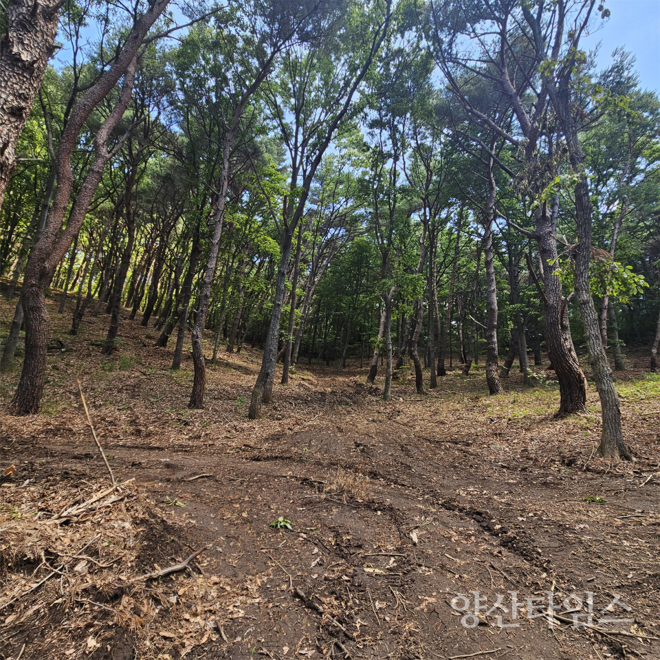 산불예방 숲가꾸기사업 현장ⓒ양산타임스
