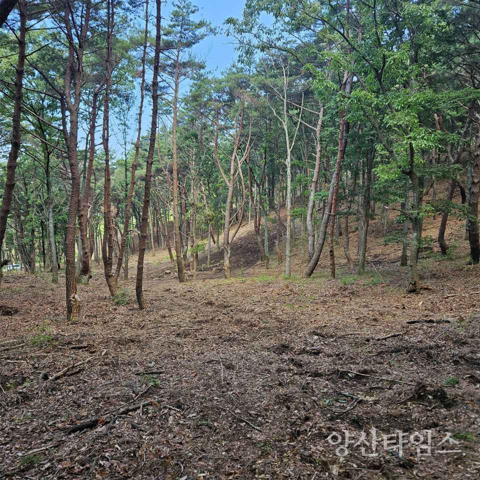 산불예방 숲가꾸기사업 현장ⓒ양산타임스