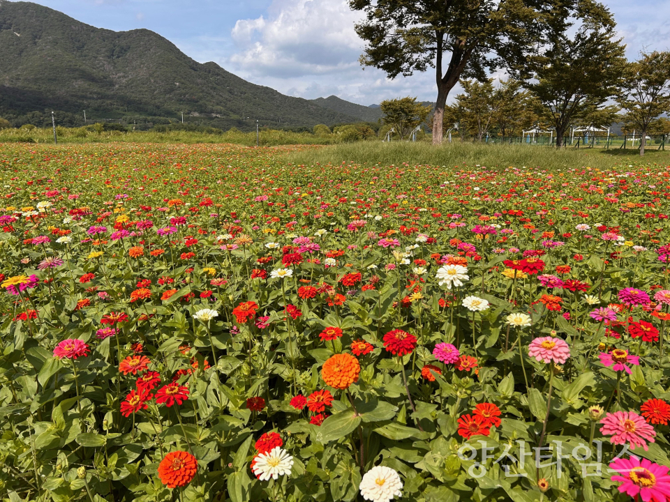 황산공원ⓒ양산타임스