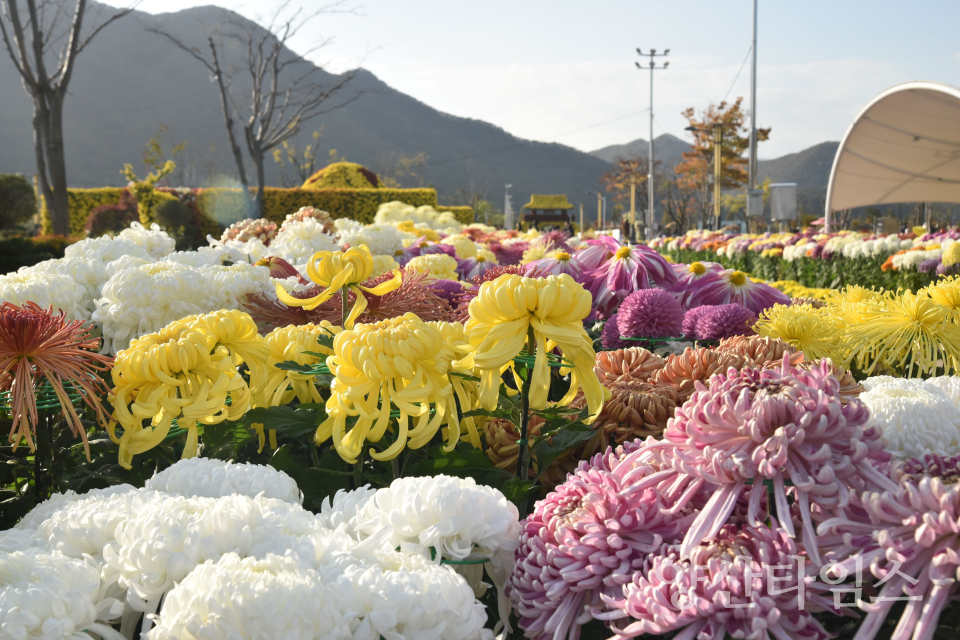 2025 양산 국화축제ⓒ양산타임스