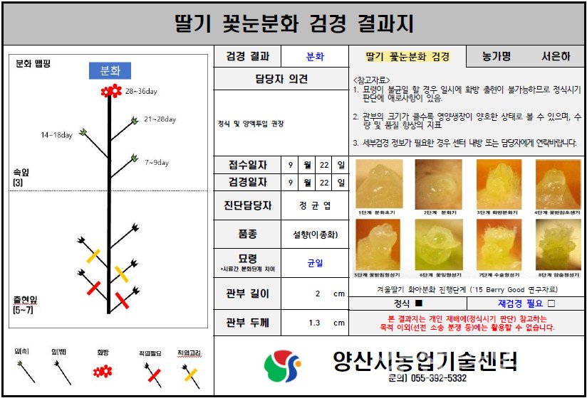 딸기 꽃눈분화 검경 결과지ⓒ양산타임스
