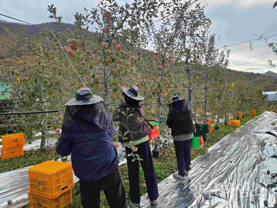 가을철 농촌 일손돕기ⓒ양산타임스