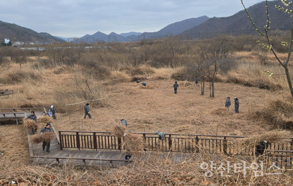 원동습지 멸종위기종 서식지 보전 활동 ⓒ양산타임스